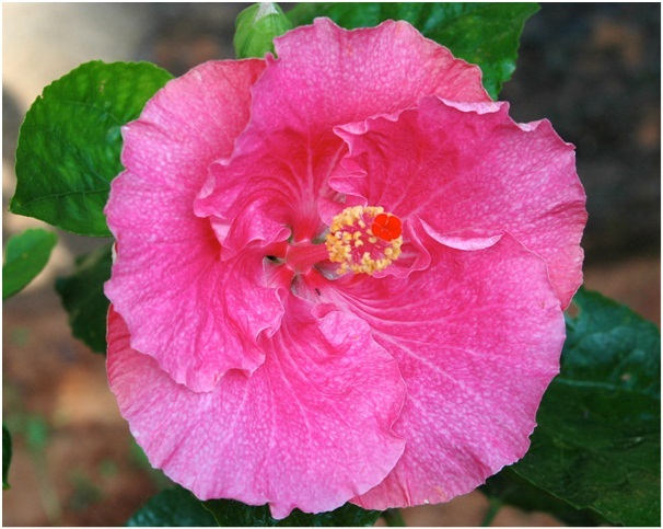 Hibiscus_7_03.jpg